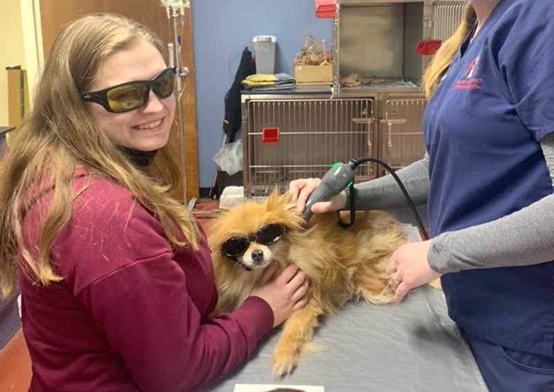 Carousel Slide 4: Pet Laser Therapy