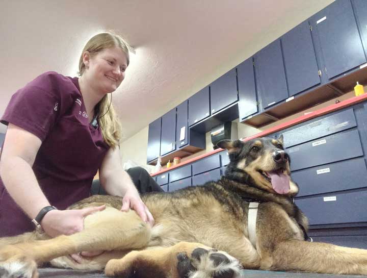Dog Physical Therapy