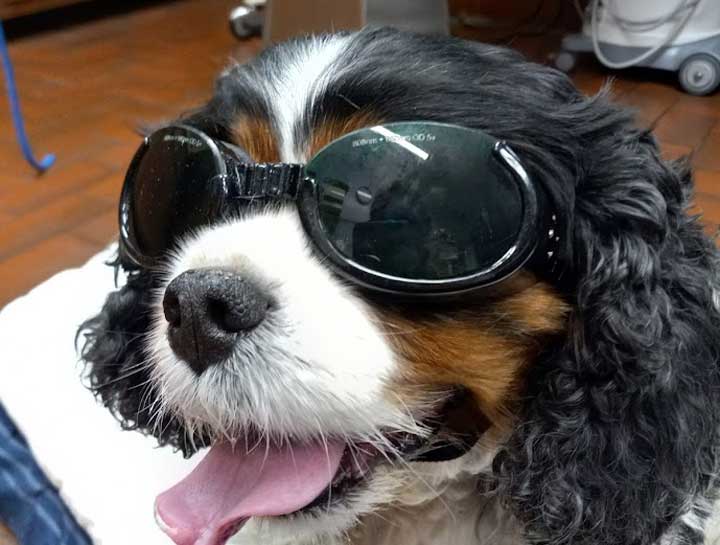 Laser Therapy for Dogs